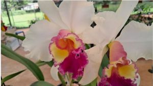 Rio Claro se transforma na capital das orquídeas neste fim de semana