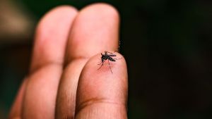 Dengue: cidade atinge 24 mortes e mantém 17 óbitos sob investigação