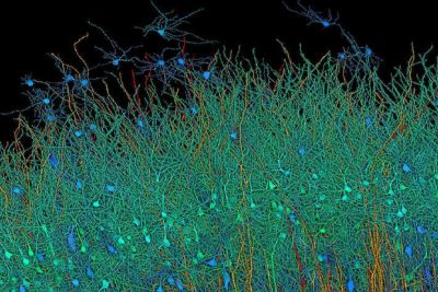 Cientistas criam maior mapa de conexões de cérebro humano e encontram fenômenos inexplicáveis