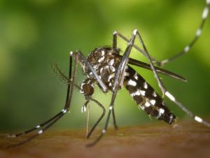 Confira os casos de dengue, zika, chikungunya e febre amarela em São Carlos