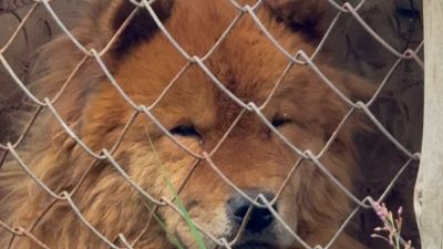 Criadouro Clandestino: 6 animais são resgatados de maus-tratos em São Carlos