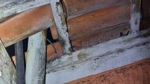 Alarme dispara e guarda flagra casal com fios cortados na Biblioteca Amadeu Amaral