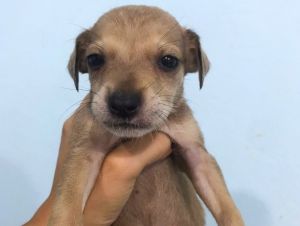 IBATÉ| Mais de 60 cães e gatos aguardam adoção no Centro de Controle de Zoonoses