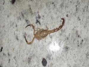 Morador encontra escorpião dentro de casa no Jd. Bandeirantes