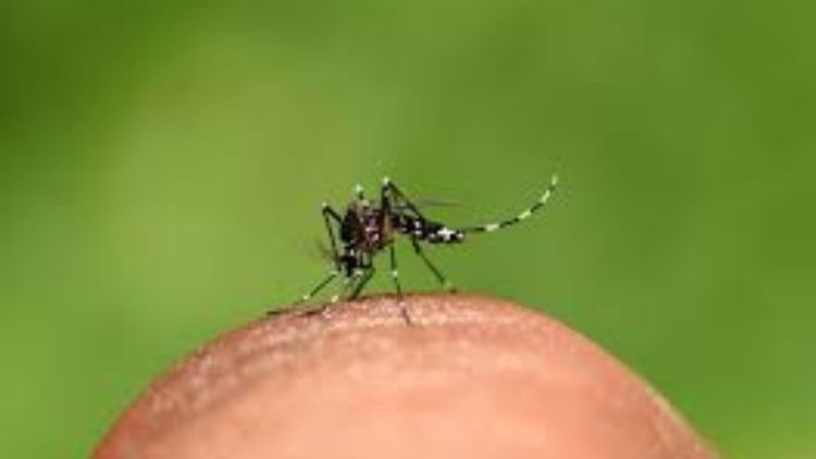 18.255 casos positivos de dengue são registrados em São Carlos