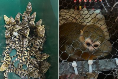 PM resgata macacos e filhotes de jacaré em pote de sorvete em rodovia