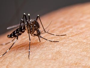 1.849 casos positivos de dengue são registrados em São Carlos