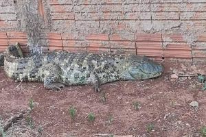 Jacaré é capturado em condomínio de Jaú