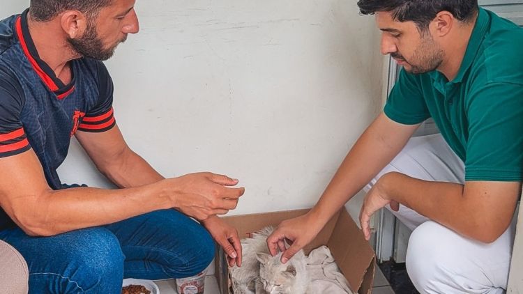 DEZEMBRO VERDE - mês de maior taxa de casos de abandono e maus tratos animal do ano!