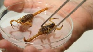 Adultos e crianças picadas por escorpião devem ser socorridas com urgência na Santa Casa