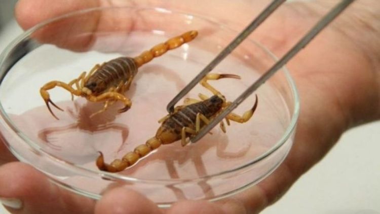 Adultos e crianças picadas por escorpião devem ser socorridas com urgência na Santa Casa