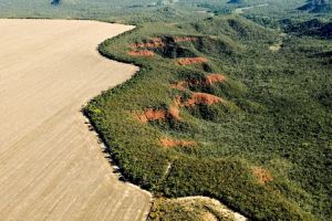 Área desmatada no Brasil cai 11,6%; no Cerrado, sobe