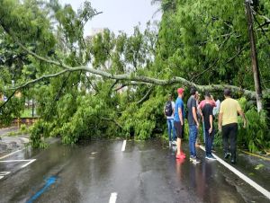 Árvore gigantesca cai no meio da Av. São Carlos