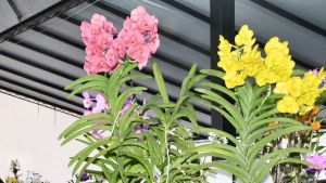 61ª Exposição Nacional de Orquídeas acontece nos dias 24, 25 e 26 de abril