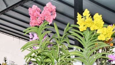 61ª Exposição Nacional de Orquídeas acontece nos dias 24, 25 e 26 de abril