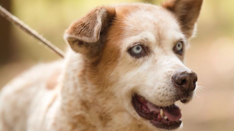 Departamento de controle e defesa animal realiza a 3ª Feira Pet de adoção 2026