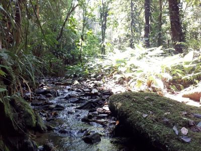 Estudo da UFSCar investiga como transição de florestas para monocultura interfere no funcionamento de riachos tropicais