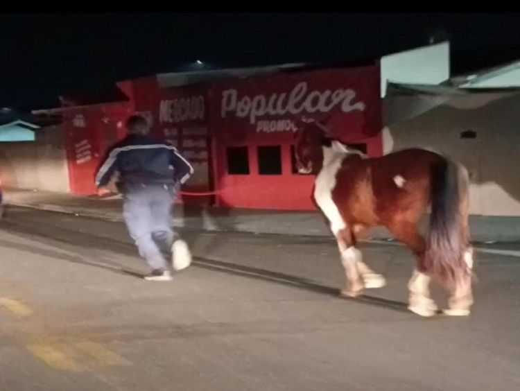 Cavalo furtado do canil municipal é encontrado