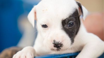 17ª Feira de adoção oferece mais de 280 cães e gatos em São Carlos