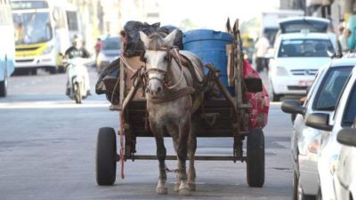Carroça e charretes: 93% da população é contra esse meio de transporte em São Carlos segundo consulta pública