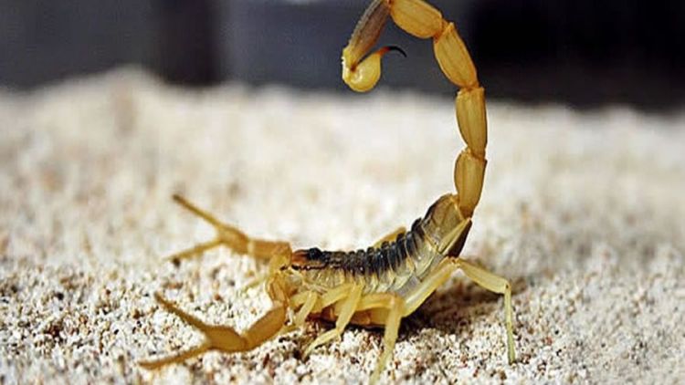 Secretaria de saúde alerta para os perigos de acidente com escorpiões