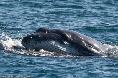 Baleia jubarte ergue filhote e o apoia na cabeça no litoral de SP; veja imagens e entenda o por quê