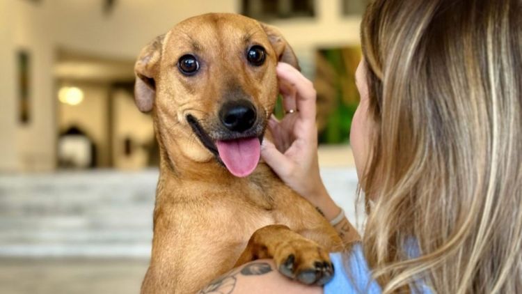 Governo de SP sanciona lei que autoriza o sepultamento de cães e gatos em jazigos familiares