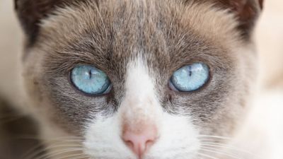 Secretaria promove 16ª Feira de Adoção de Cães e Gatos