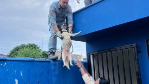 Cão é resgatado de laje em operação conjunta de secretaria e Corpo de Bombeiros
