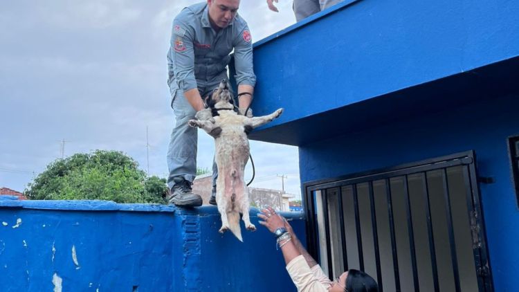 Cão é resgatado de laje em operação conjunta de secretaria e Corpo de Bombeiros