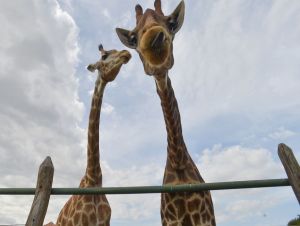 Morre quarta girafa importada ilegalmente da África do Sul