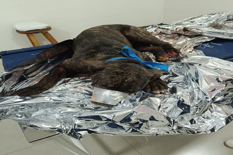 GM e Bombeiros resgatam filhote de Pitbull após ser atacado por outros cães
