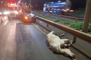 Acidente em rodovia deixa cavalo morto e motorista ferida
