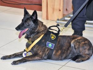 Primeira cachorra a atuar no canil da Guarda Municipal se aposenta