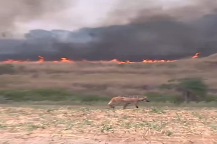 Secretaria de Meio Ambiente e Parque Ecológico alertam sobre animais silvestres em áreas urbanas em virtude dos incêndios