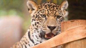 Atenas completa 1 ano e Parque Ecológico promove comemoração com enriquecimento ambiental aberto ao público