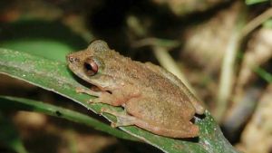 Nova espécie de perereca é descoberta no Cerrado mineiro