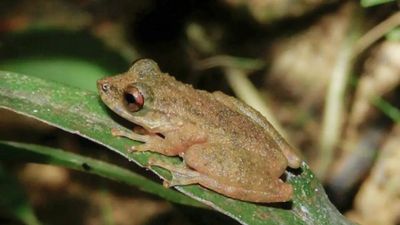 Nova espécie de perereca é descoberta no Cerrado mineiro