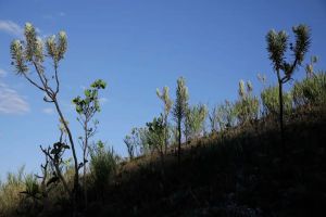 Dia do Cerrado: bioma é o segundo mais ameaçado no país