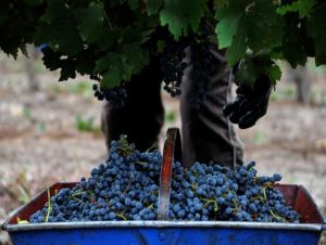 Clima põe em xeque colheita de uvas na Argentina, a pior em 30 anos