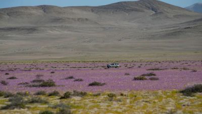 Chuva de quatro anos cai em quatro dias no deserto mais seco do mundo