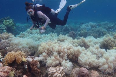 Grande barreira de coral é afetada pelo pior episódio de branqueamento