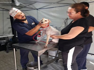 Departamento de Defesa Animal realizou mais de 400 castrações de cães e gatos no fim de semana