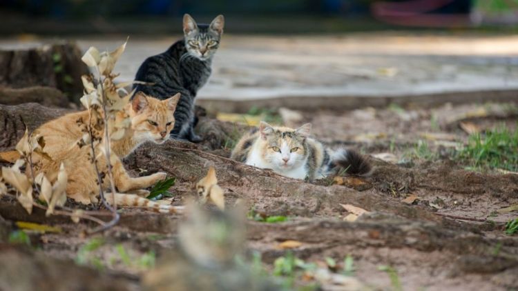 Canil Municipal realiza 4ª feira de adoção de cães e gatos no próximo sábado