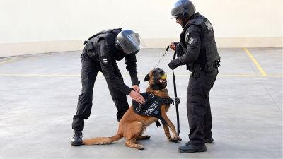 Cães farejadores da Polícia Penal de SP auxiliaram a encontrar aparelhos em operação contra roubo e receptação de celulares