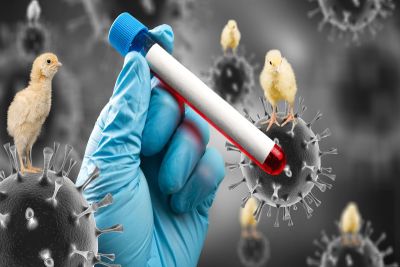 Gripe aviária: cientistas testam vacinas de mRNA nos EUA para proteger animais e pessoas