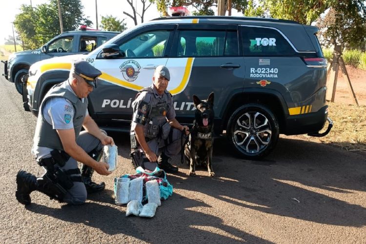 Cão farejador encontra adolescente com tijolos de skunk dentro de ônibus