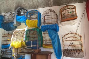 PM Ambiental resgata 71 aves mantidas em cativeiro