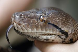 Homem encontra esposa sendo engolida por cobra e ataca animal