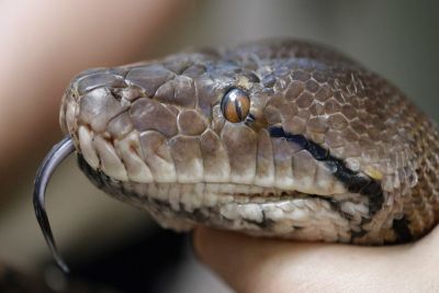 Homem encontra esposa sendo engolida por cobra e ataca animal